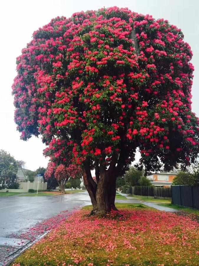 Rotorua City Center Holiday House エクステリア 写真